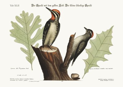 The Yellow-Bellied Woodpecker. The Smallest Spotted Woodpecker, 1749-73 by Mark Catesby